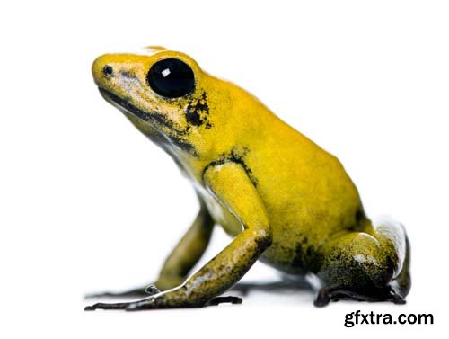 Colorful Poison Frog Isolated - 11xJPGs