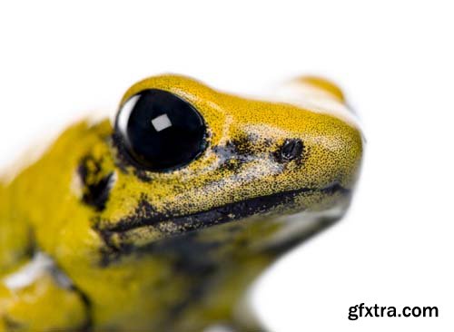 Colorful Poison Frog Isolated - 11xJPGs