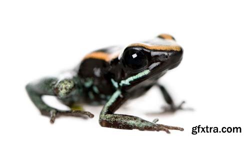 Colorful Poison Frog Isolated - 11xJPGs