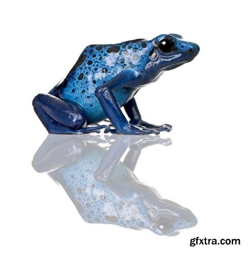 Colorful Poison Frog Isolated - 11xJPGs