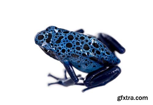 Colorful Poison Frog Isolated - 11xJPGs