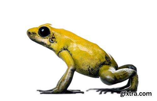 Colorful Poison Frog Isolated - 11xJPGs