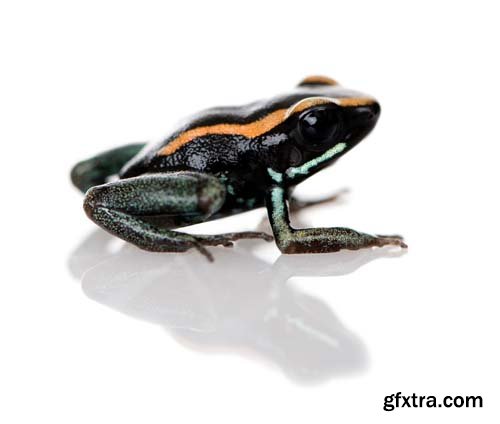 Colorful Poison Frog Isolated - 11xJPGs