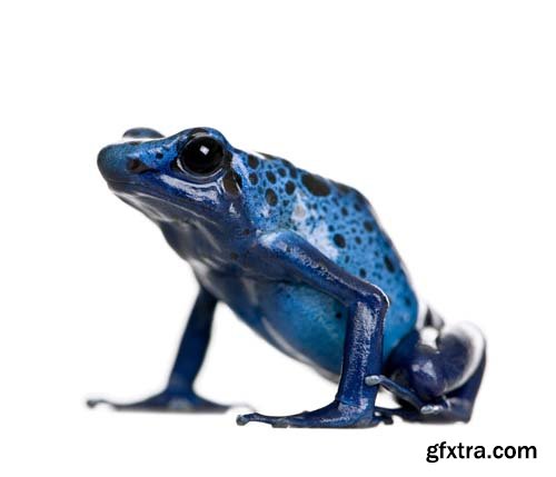 Colorful Poison Frog Isolated - 11xJPGs