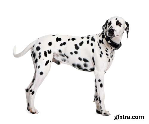 Dalmatian Isolated - 10xJPGs