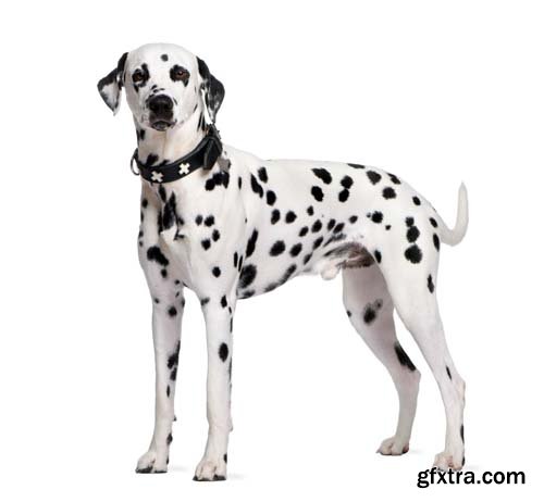 Dalmatian Isolated - 10xJPGs