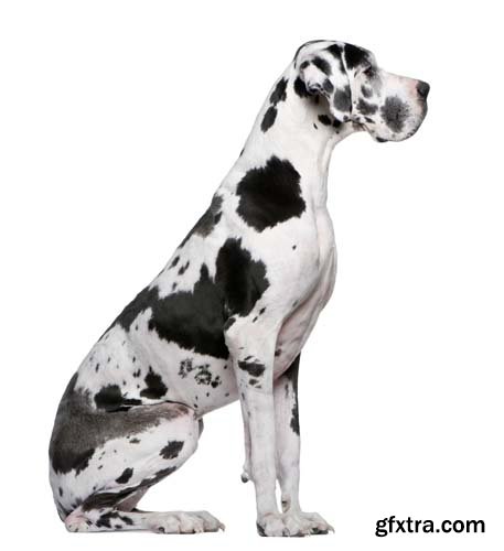 Dalmatian Isolated - 10xJPGs