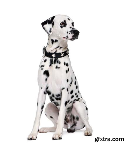 Dalmatian Isolated - 10xJPGs