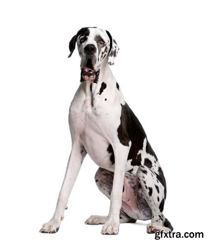 Dalmatian Isolated - 10xJPGs