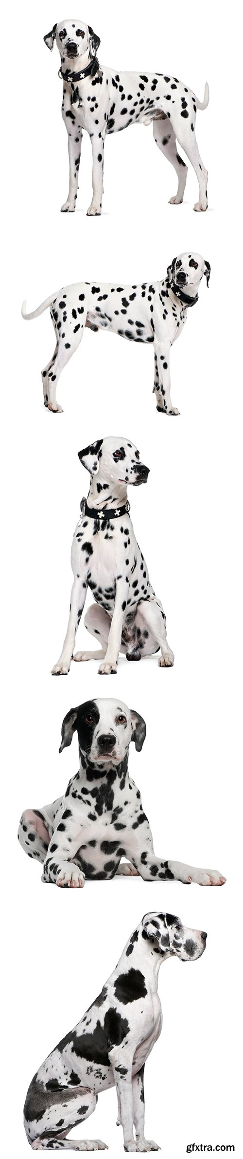 Dalmatian Isolated - 10xJPGs