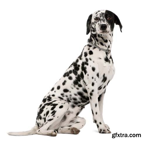 Dalmatian Isolated - 10xJPGs