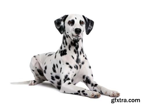 Dalmatian Isolated - 10xJPGs