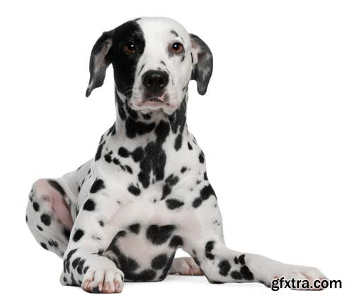 Dalmatian Isolated - 10xJPGs