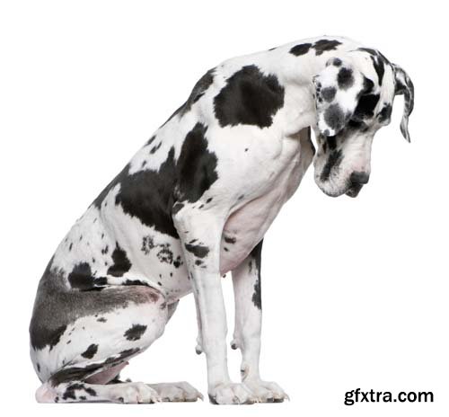 Dalmatian Isolated - 10xJPGs