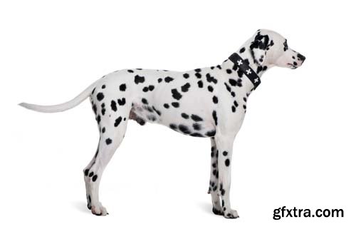 Dalmatian Isolated - 10xJPGs