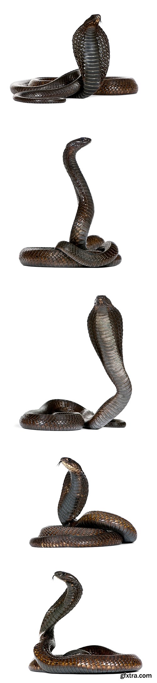 Egyptian Cobra Isolated - 15xJPGs