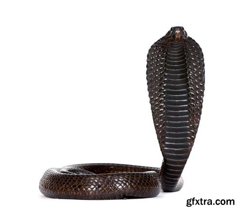 Egyptian Cobra Isolated - 15xJPGs