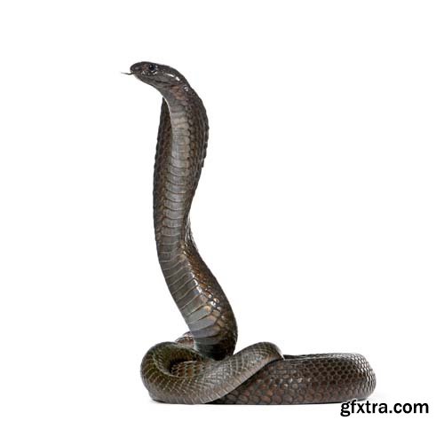 Egyptian Cobra Isolated - 15xJPGs