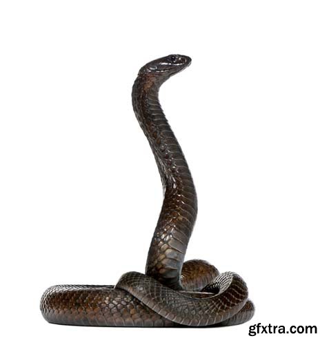 Egyptian Cobra Isolated - 15xJPGs