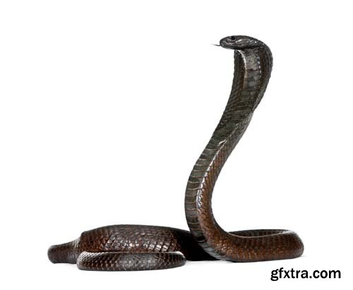 Egyptian Cobra Isolated - 15xJPGs