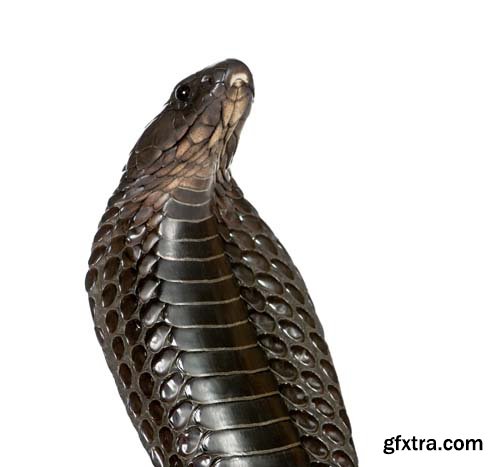 Egyptian Cobra Isolated - 15xJPGs