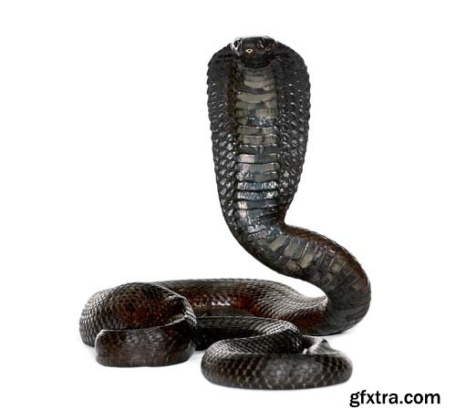 Egyptian Cobra Isolated - 15xJPGs