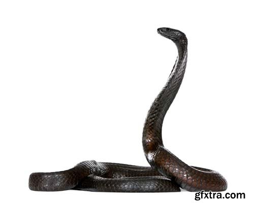 Egyptian Cobra Isolated - 15xJPGs