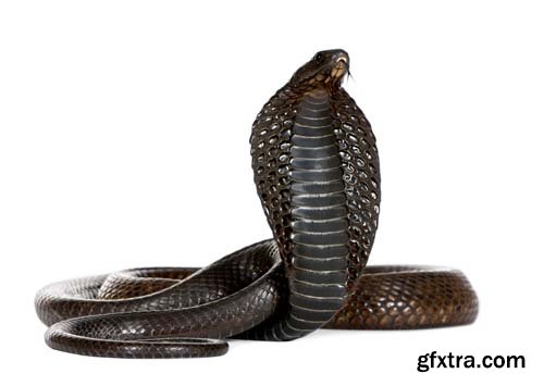 Egyptian Cobra Isolated - 15xJPGs