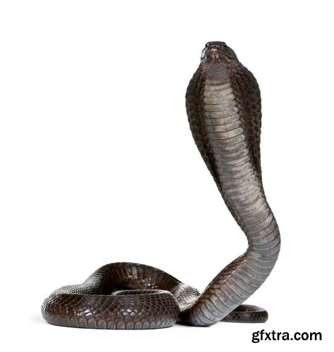 Egyptian Cobra Isolated - 15xJPGs