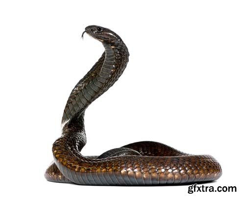 Egyptian Cobra Isolated - 15xJPGs