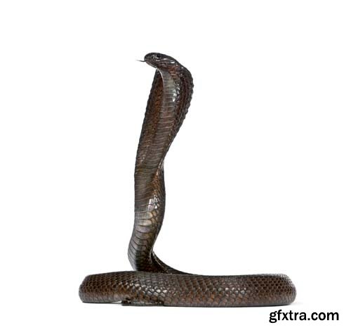 Egyptian Cobra Isolated - 15xJPGs