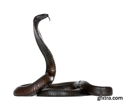 Egyptian Cobra Isolated - 15xJPGs