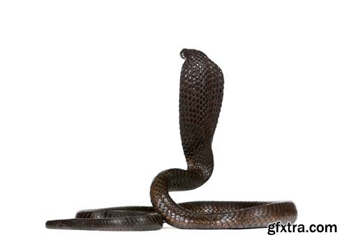 Egyptian Cobra Isolated - 15xJPGs