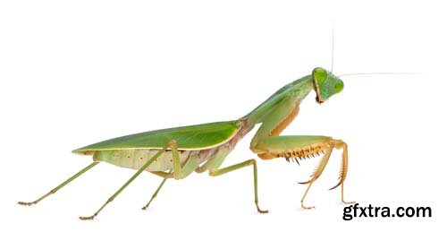 Female Praying Mantis Isolated - 10xJPGs