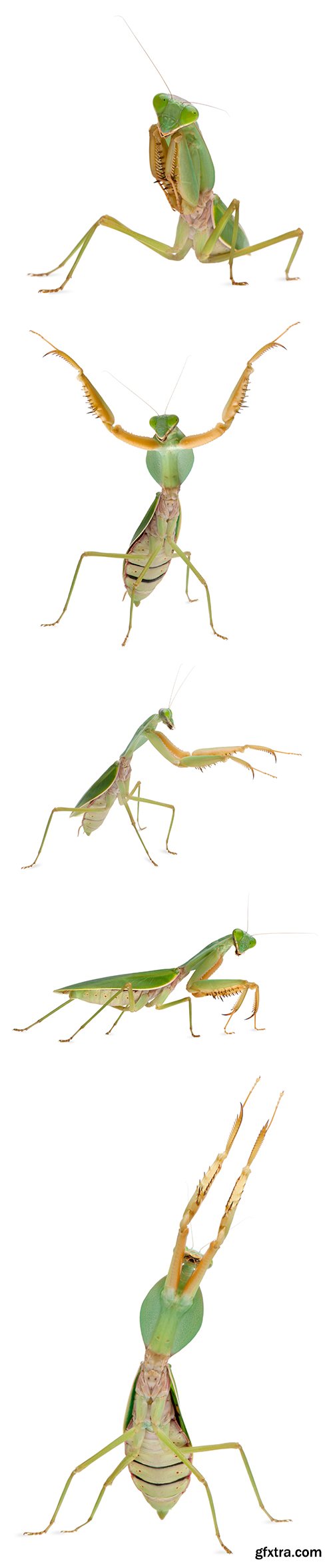 Female Praying Mantis Isolated - 10xJPGs