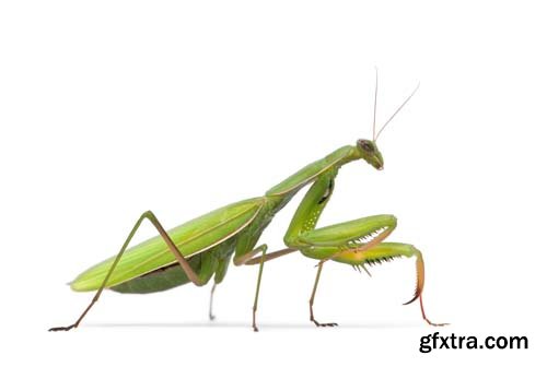 Female Praying Mantis Isolated - 10xJPGs