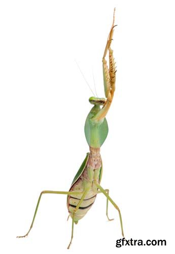 Female Praying Mantis Isolated - 10xJPGs