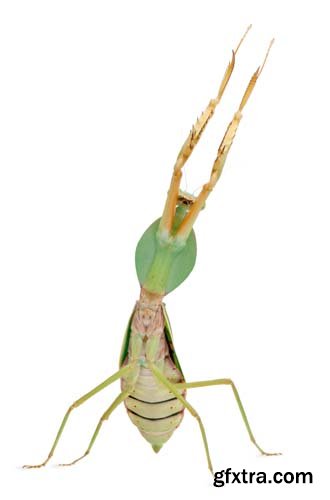 Female Praying Mantis Isolated - 10xJPGs