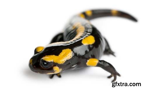 Fire Salamander Isolated - 15xJPGs