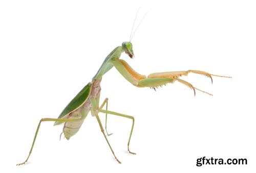 Female Praying Mantis Isolated - 10xJPGs