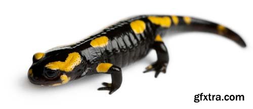 Fire Salamander Isolated - 15xJPGs