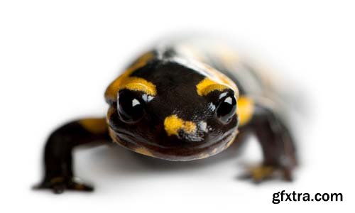 Fire Salamander Isolated - 15xJPGs