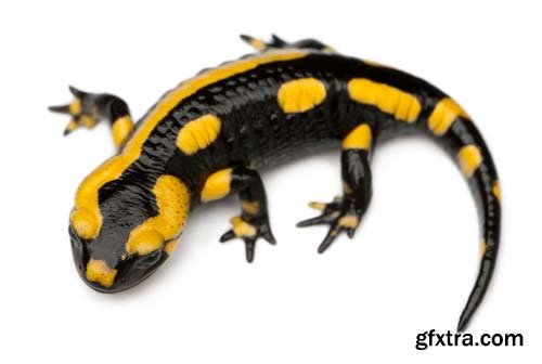 Fire Salamander Isolated - 15xJPGs