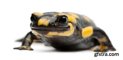 Fire Salamander Isolated - 15xJPGs