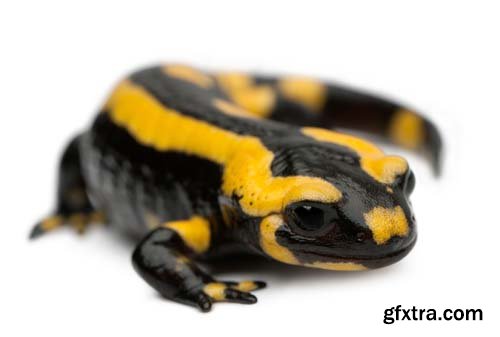 Fire Salamander Isolated - 15xJPGs