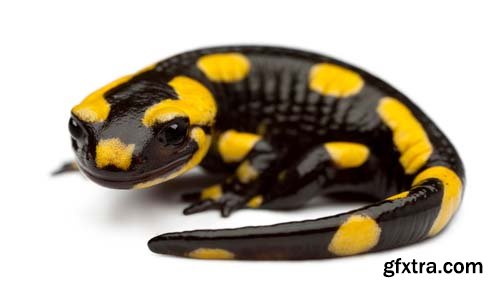 Fire Salamander Isolated - 15xJPGs