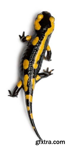 Fire Salamander Isolated - 15xJPGs