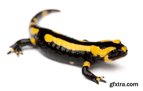 Fire Salamander Isolated - 15xJPGs