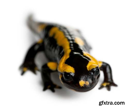 Fire Salamander Isolated - 15xJPGs