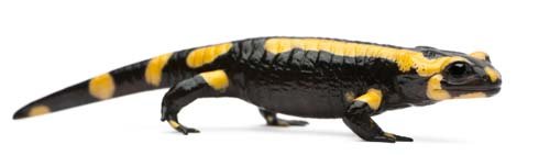 Fire Salamander Isolated - 15xJPGs